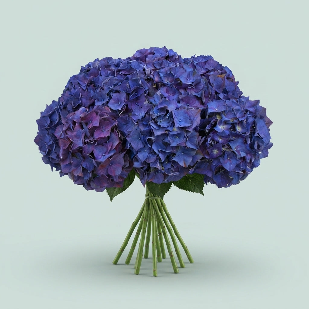 Hydrangea Rodeo