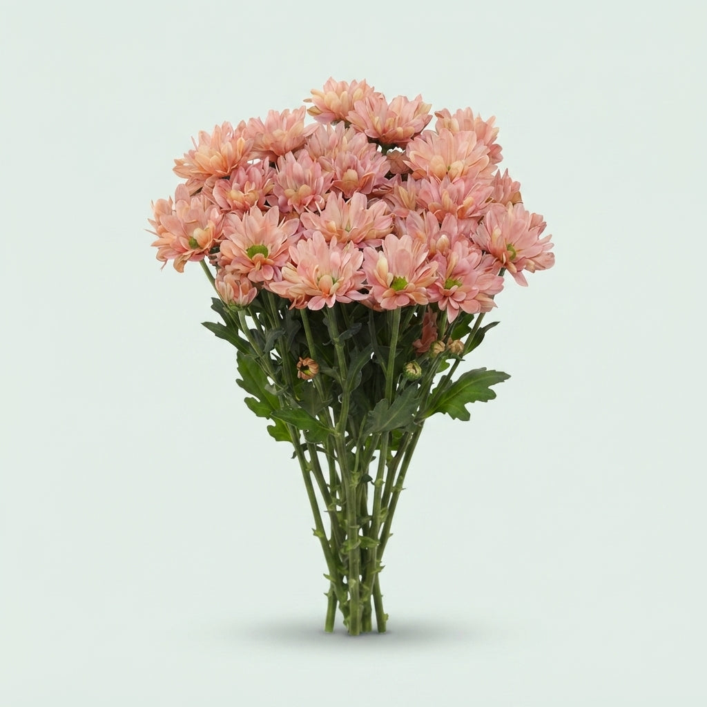 Chrysanthemum Spray Katinka Salmon