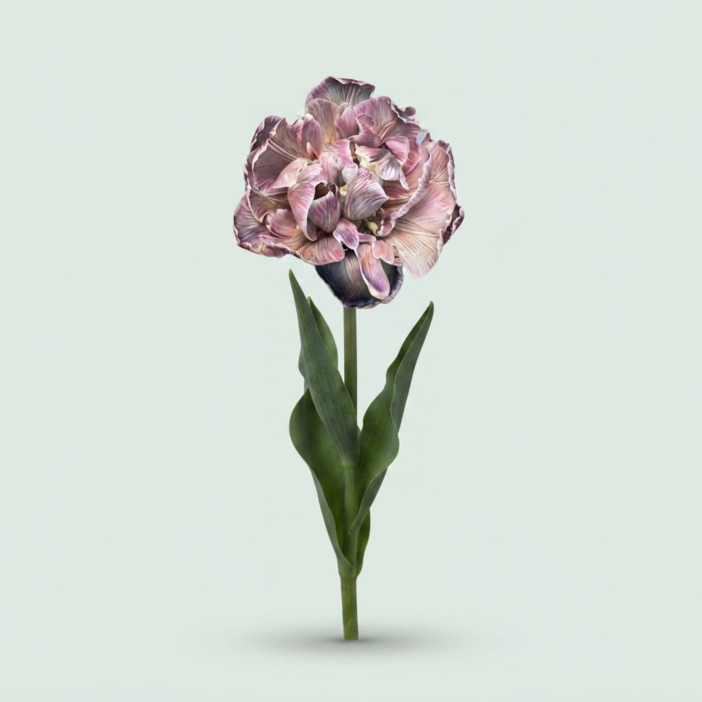 Double Tulip - Tulipa - Dusty Olive