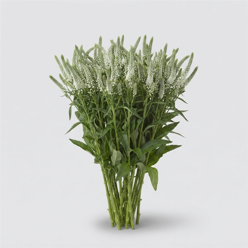 Veronica Smart Wave