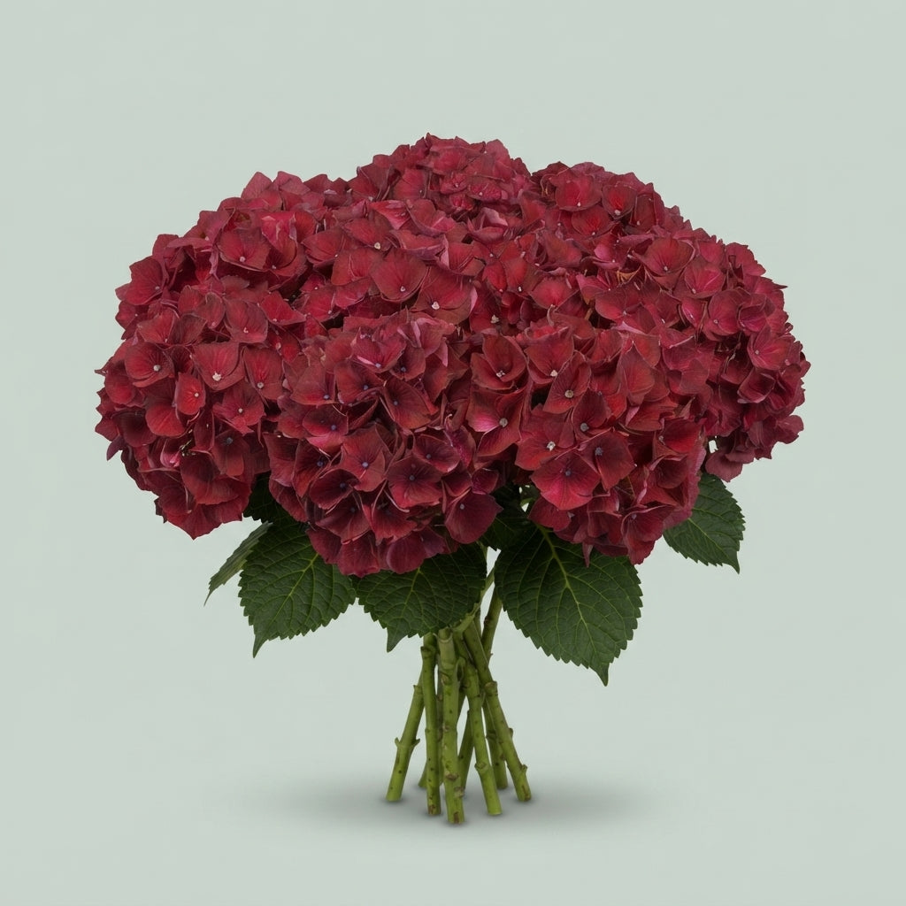 Hydrangea Magical Ruby Red