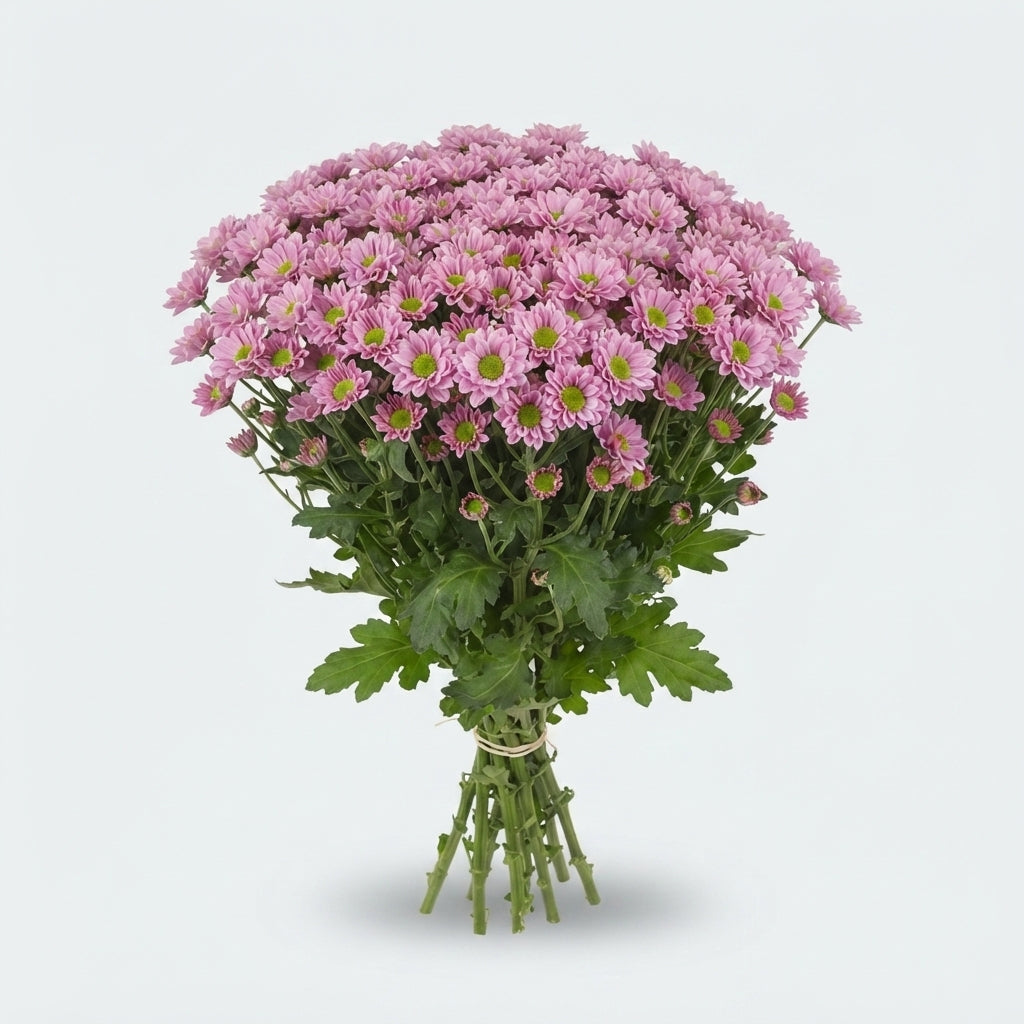 Chrysanthemum Santini Tanga Pink