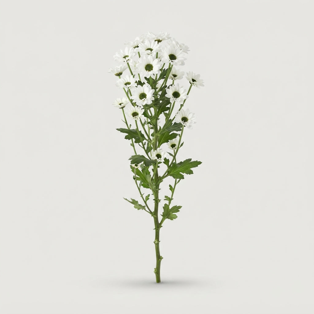 Chrysanthemum Santini Madiba Lindi
