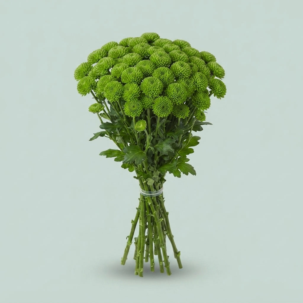 Chrysanthemum Santini Country