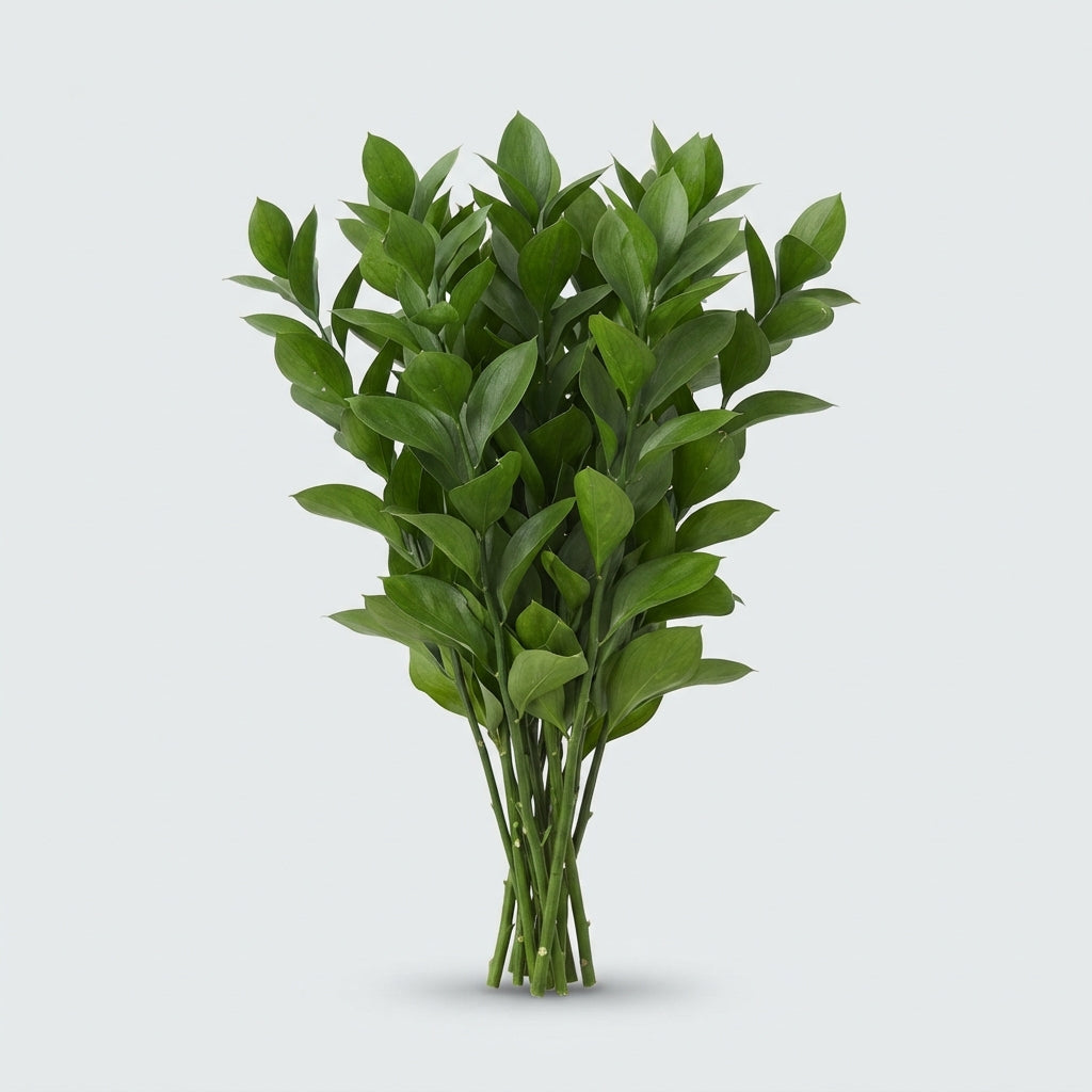 Ruscus Hard