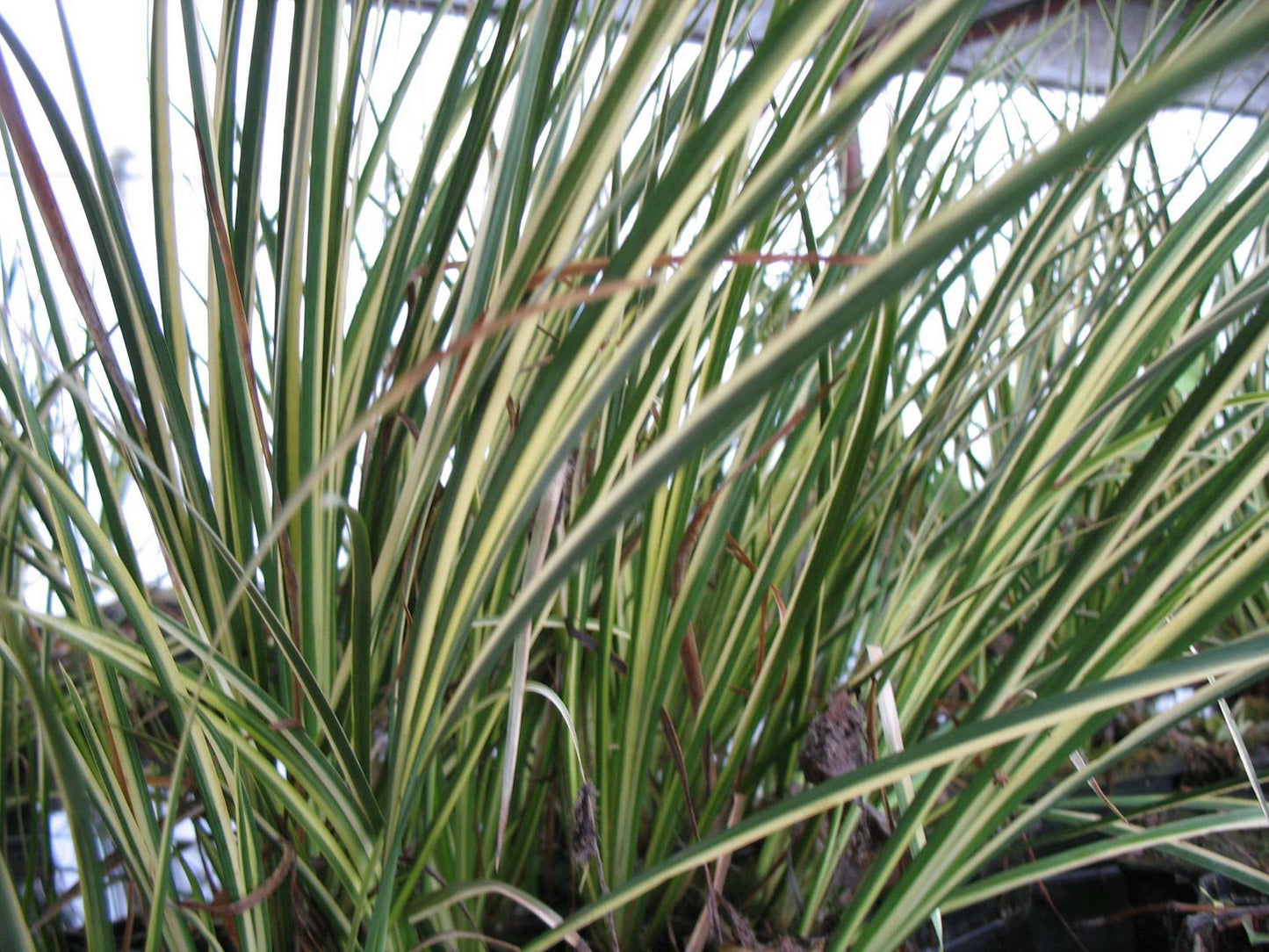 Acorus gramineus variegatus (Variegated) - Marginal Pond Plants - MP003