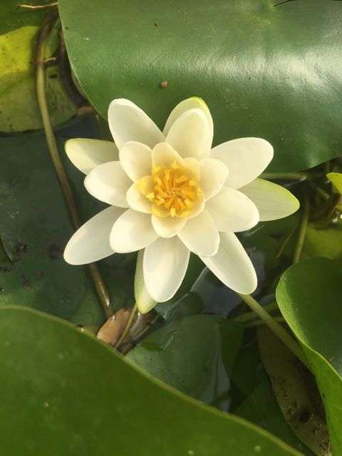 Albatross water lily - pond plants - MW01