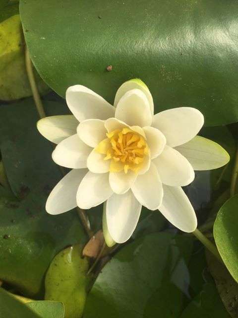 Albatross water lily - pond plants - MW01