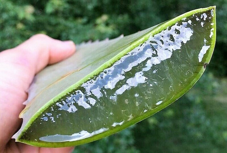 Pure Aloe Vera Clear Gel Skincare Natural Soothing Dry Skin Facial From Mexico