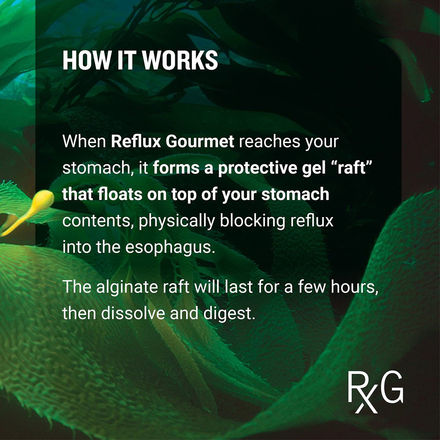 REFLUX GOURMET Natural Heartburn Relief — Alginate Therapy, 25 Pack (Mint Chocolate / Vanilla Caramel)