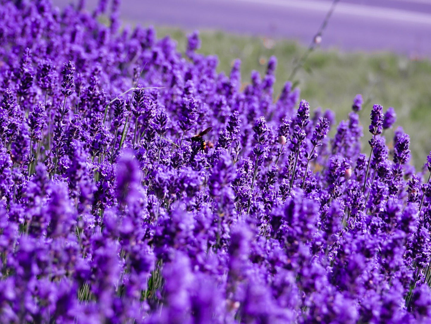 Restful Sleep Skin Cream - Natural, Handmade Cream with Soothing Lavender