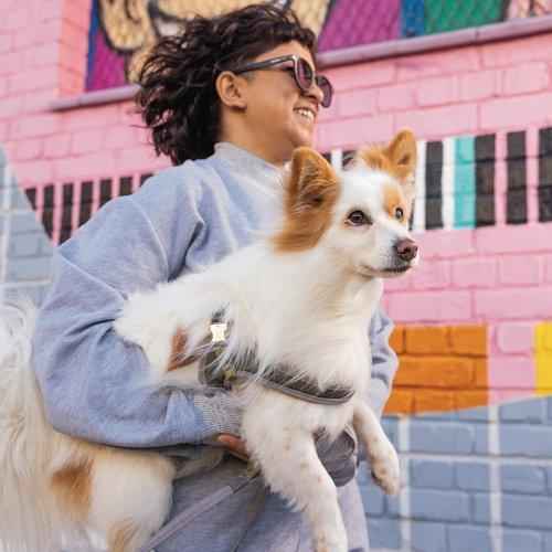 Rogz URBAN Adj Fast-Fit Harness Gold Rush