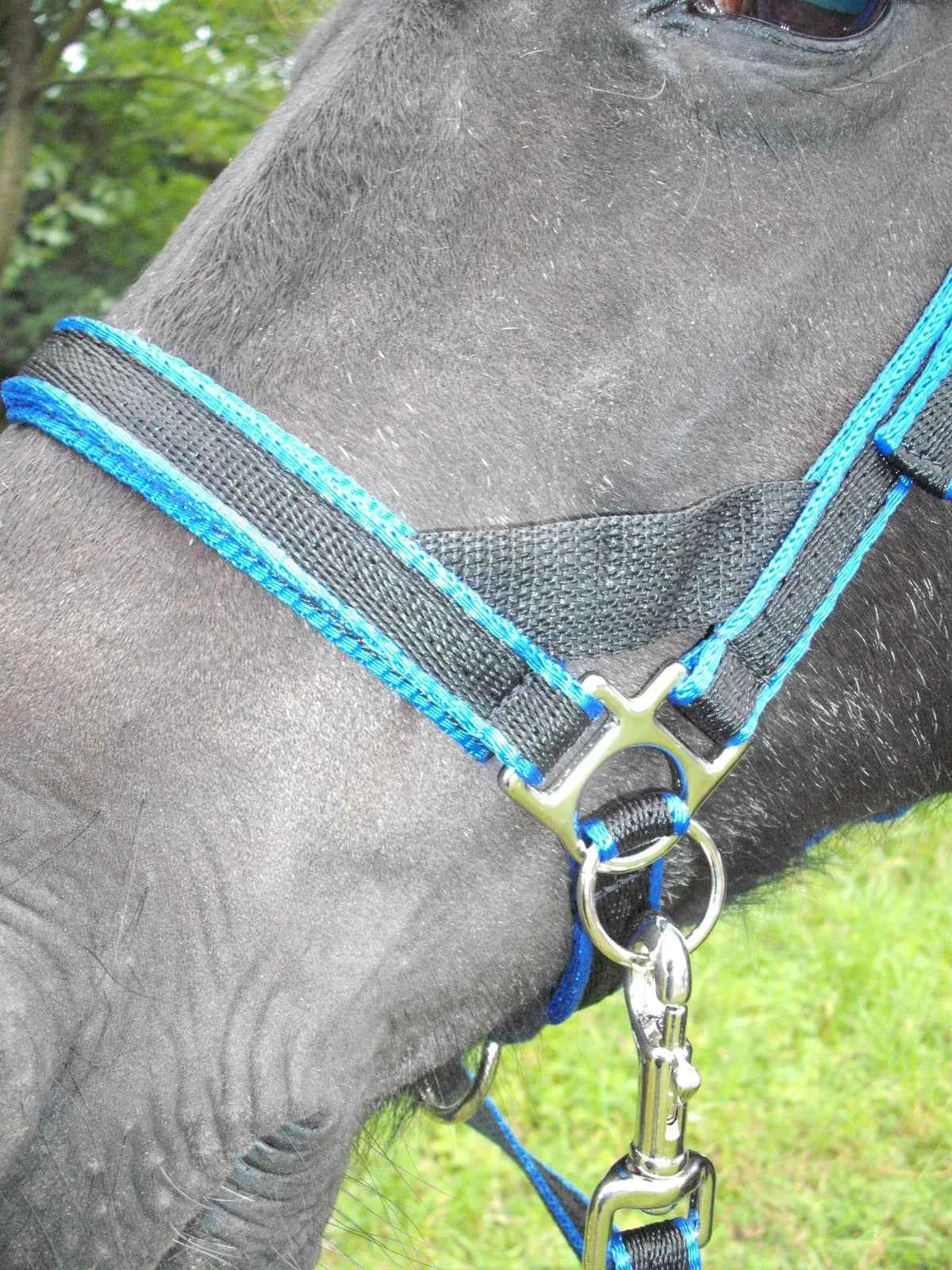 Scawbrig Bitless Bridle