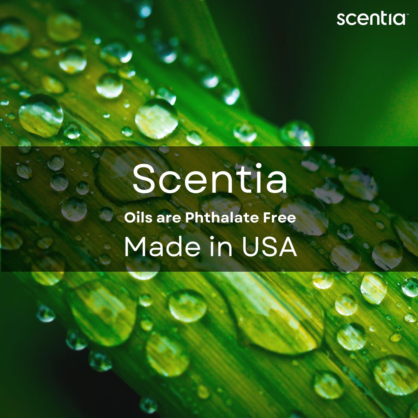 Scentia Mystical Diffuser Oil - Wynn-Inspired 120 mL | Melon, Jasmine, Raspberry & Lemon