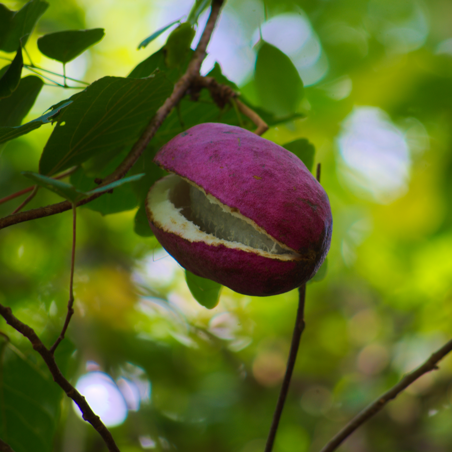 Akebia Quinata | Chocolate Vine | 60cm