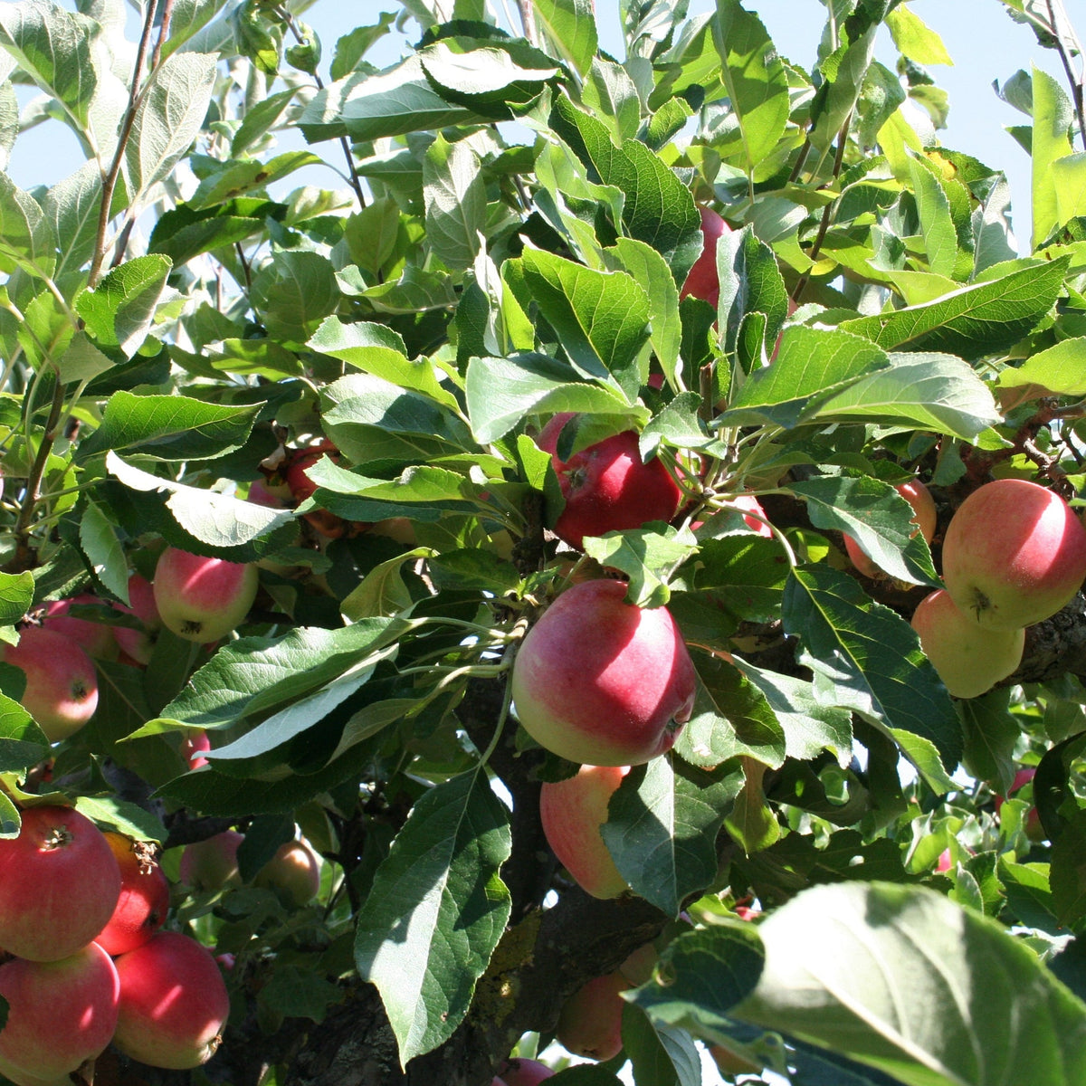 Dwarf/Patio Apple Tree 'James Grieve'