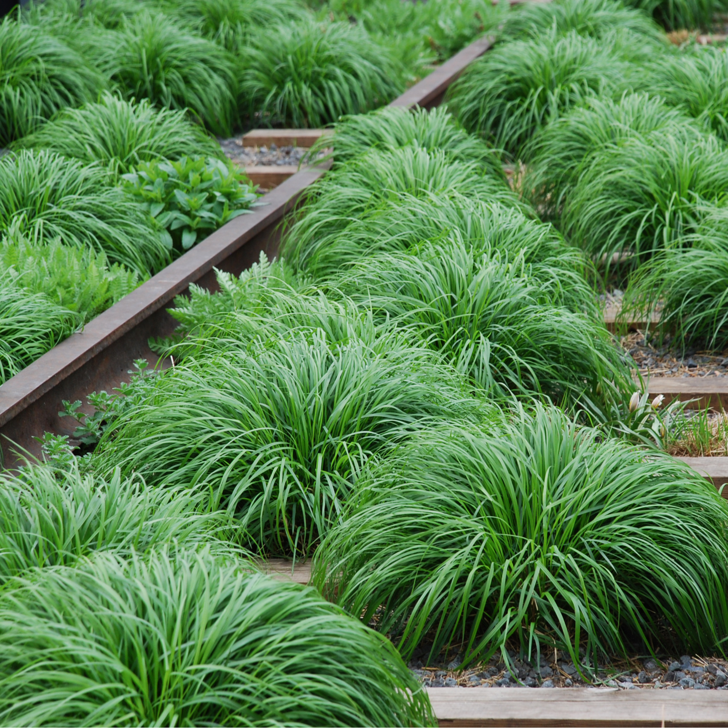 Carex oshimensis 'Irish Green' 2L / 3L