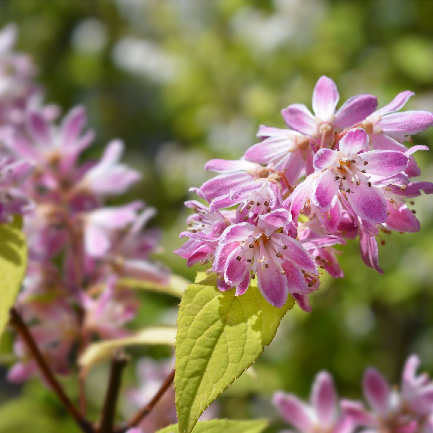 Deutzia x hybrid 'Strawberry Fields' 1L/2L