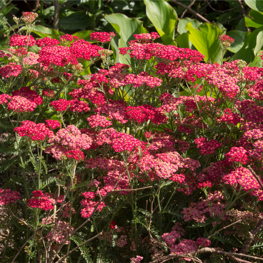 Achillea (Yarrow) - Red Velvet 3L