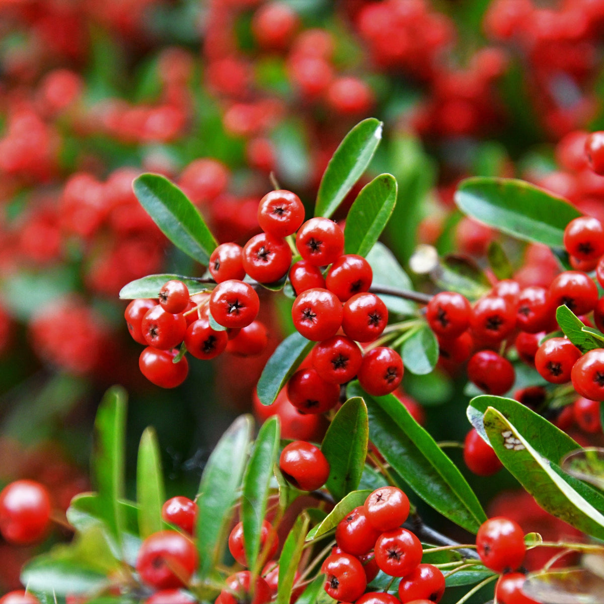 Pyracantha coccinea 'Red Column' 1L/2L