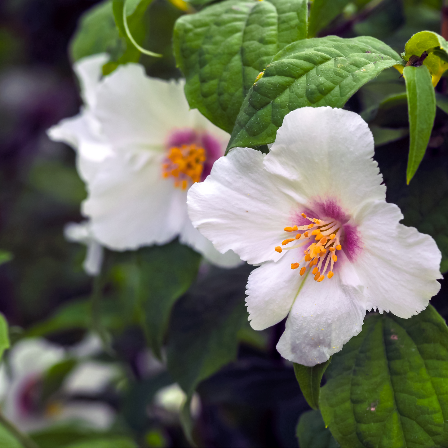 Philadelphus 'Belle Etoile' 9cm/ 1L / 2L / 4L / 5L