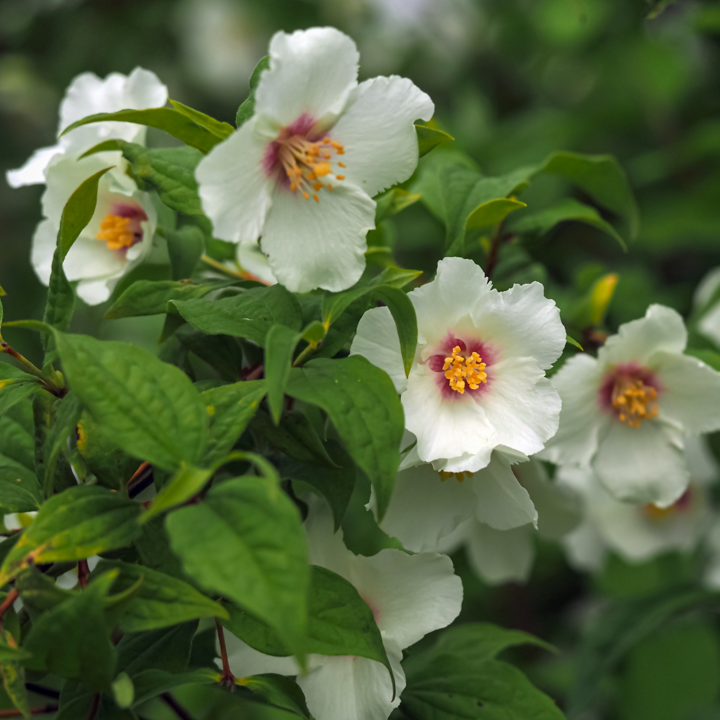 Philadelphus 'Belle Etoile' 9cm/ 1L / 2L / 4L / 5L