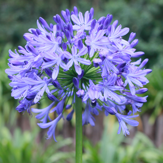 Agapanthus 'Summer Love' 2L
