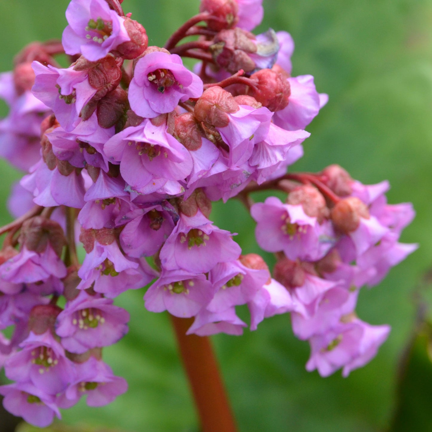 Bergenia cordifolia 'Purpurea' (Elephant's Ears) - Two sizes available