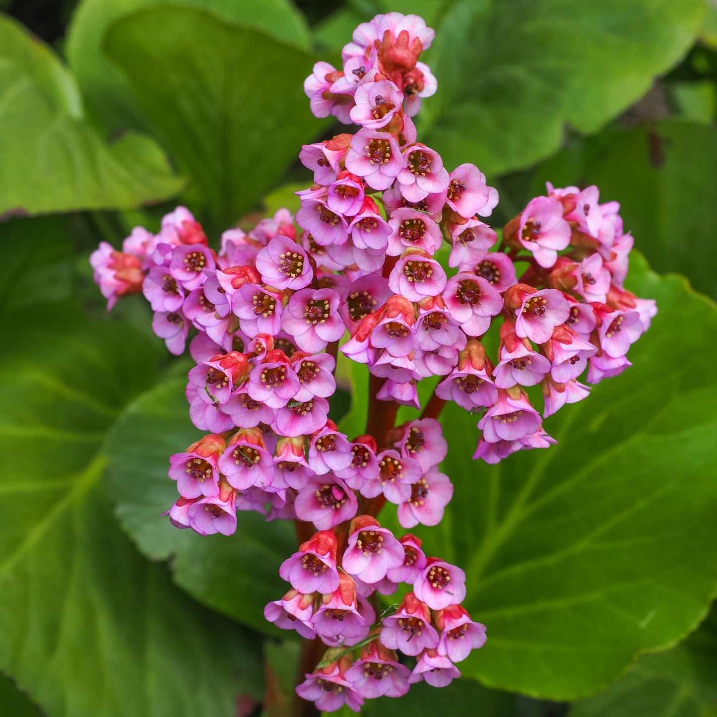 Bergenia cordifolia 'Purpurea' (Elephant's Ears) - Two sizes available