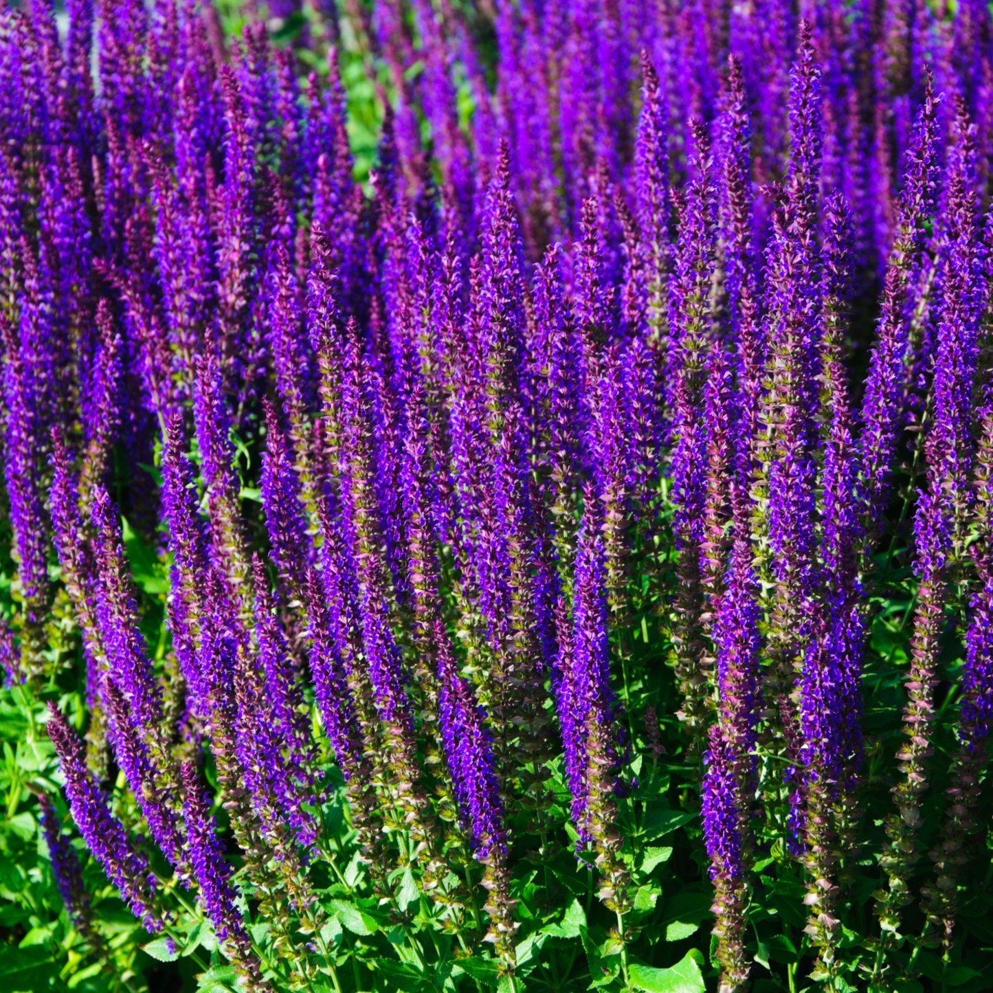 4 x Purple Flowering Perennials 9cm Pots