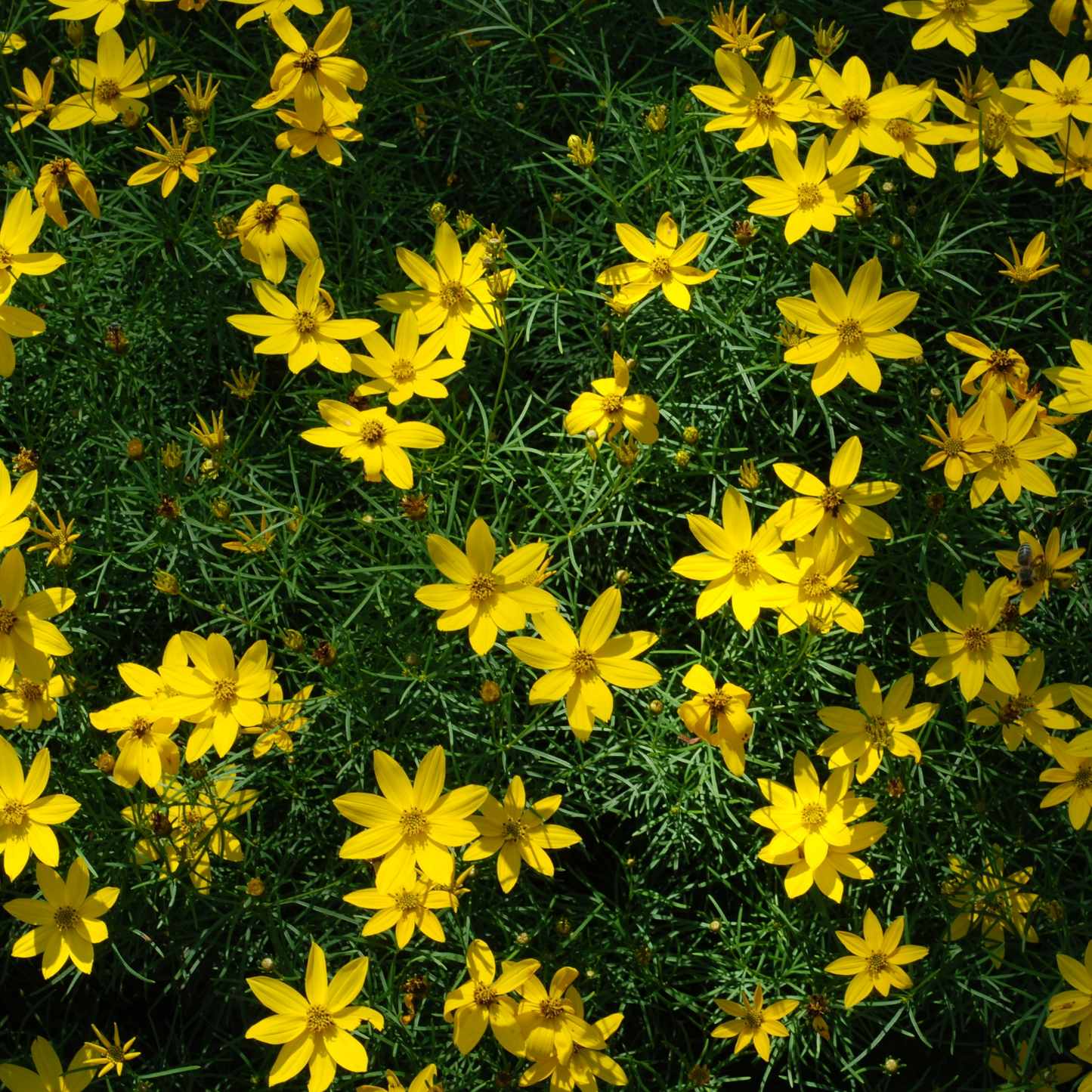 Bidens ferulifolia 'solaire' (9cm)