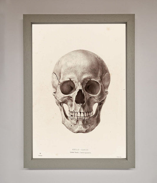 Skull Science Framed Poster