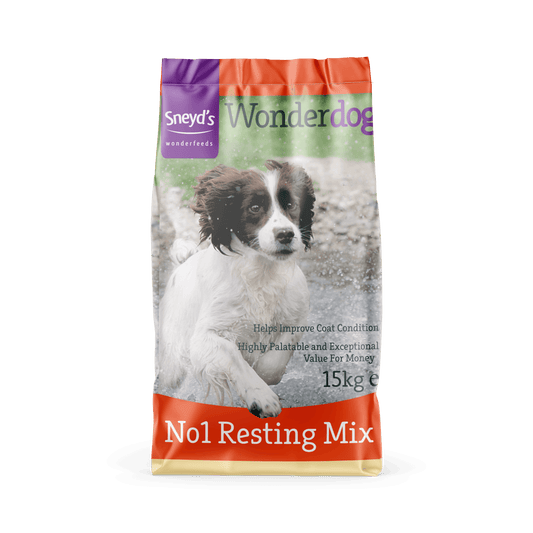 Sneyds Wonderdog Resting