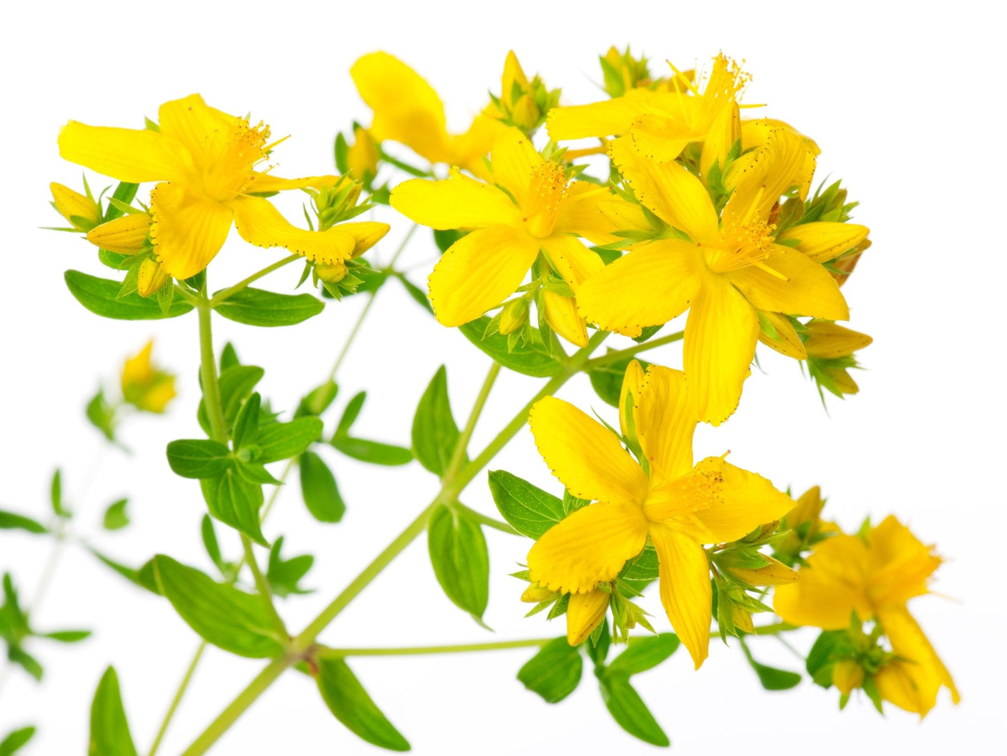 St. John’s Wort Oil – For Skin, Nerve Pain, Burns, Eczema, Scars