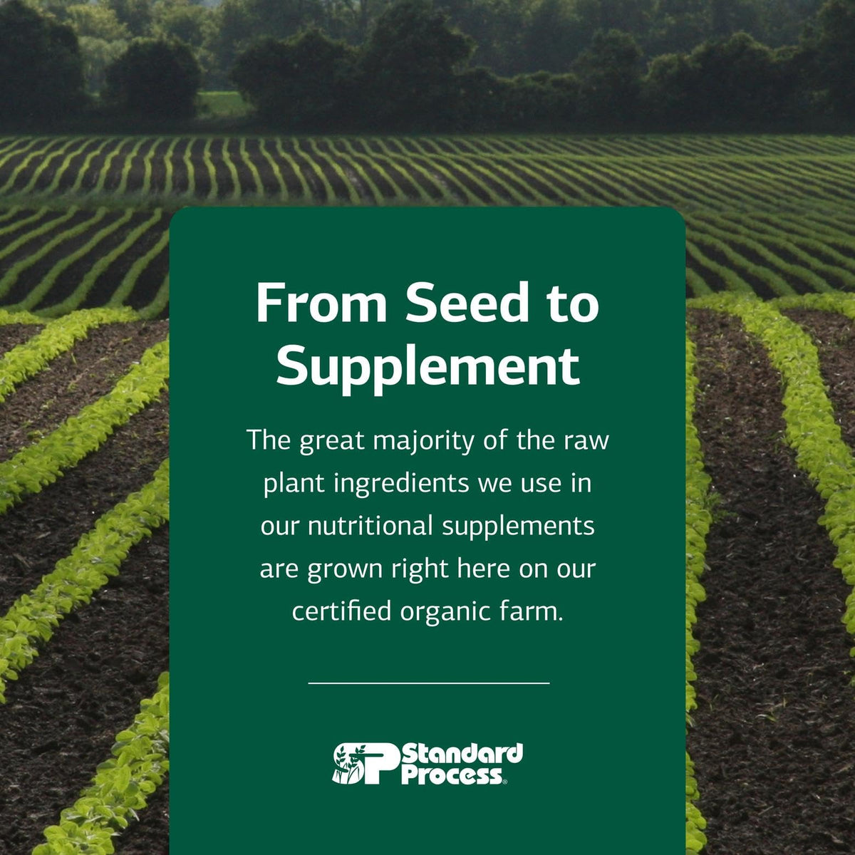 Standard Process Chlorophyll Complex – Immune Support, Antioxidant & Skin/Hair Health | 60 Softgels
