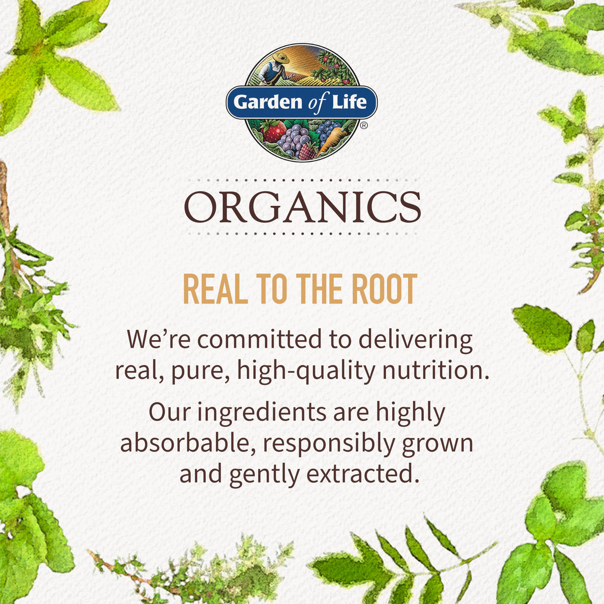 Garden of Life Organics Elderberry Immune Syrup – Sugar Free, 6.59 floz (195 mL) for Kids & Adults