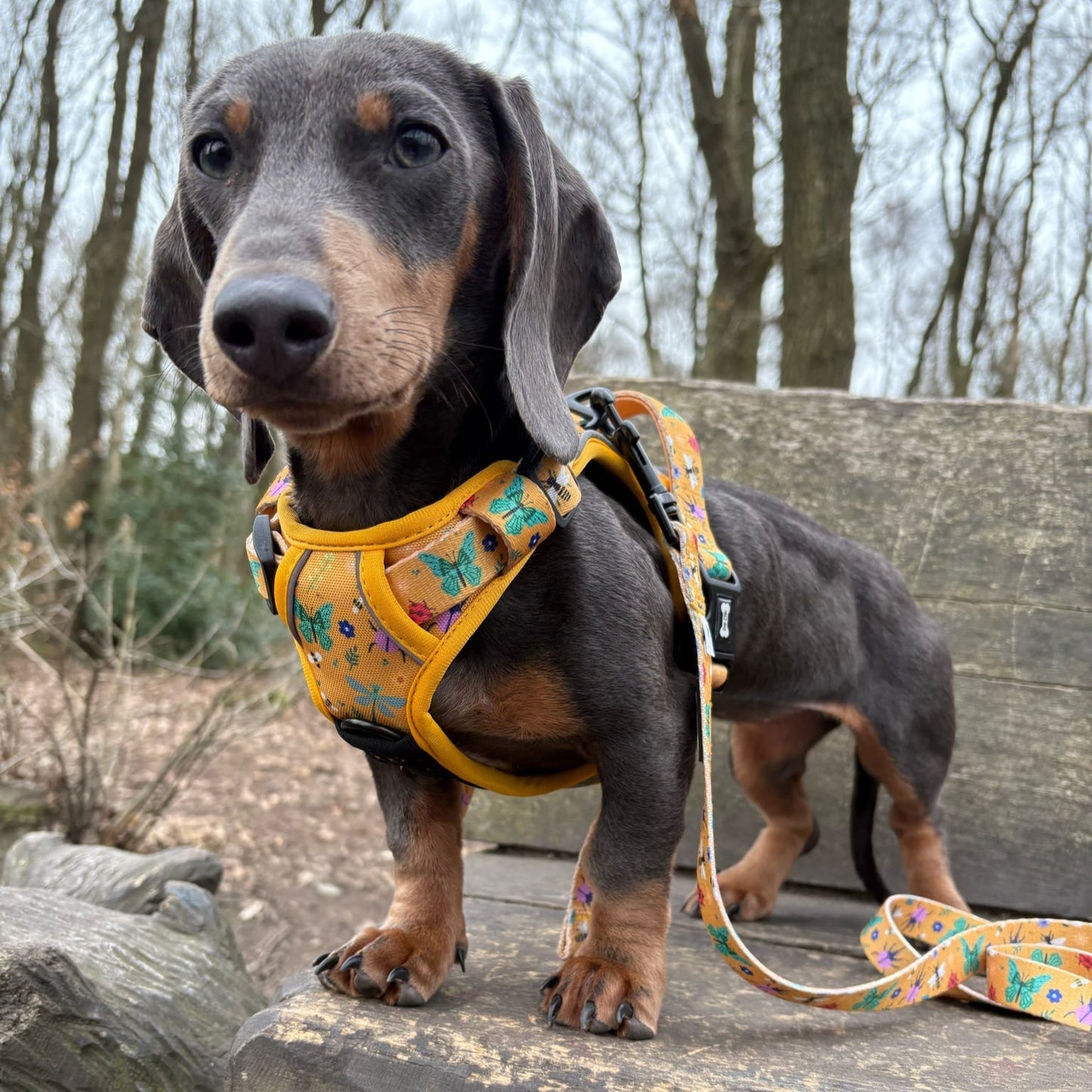 Summer Buzzin' No Pull Tactical Dog Harness