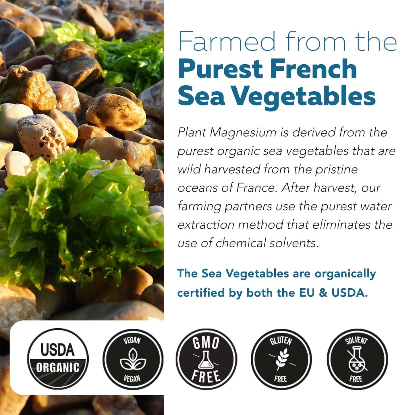 Organic Whole Food Magnesium Supplement - Plant-Based Sea Vegetable Complex, 250 mg per Serving | 60 Capsules