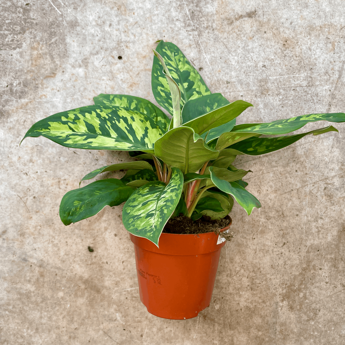 Homalomena wallissi 'Camouflage' (Shield Plant)