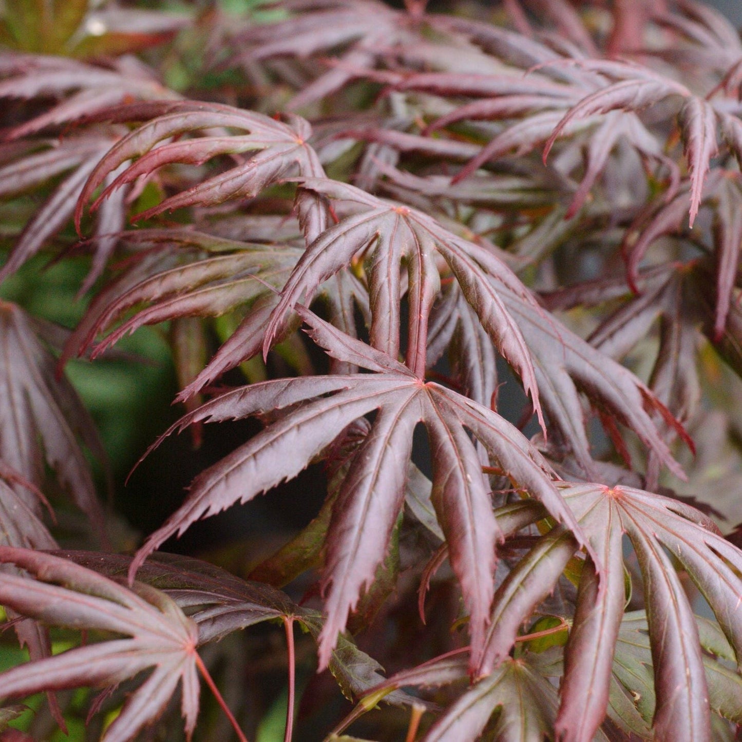 Acer palmatum 'Trompenburg' 3L (80cm)