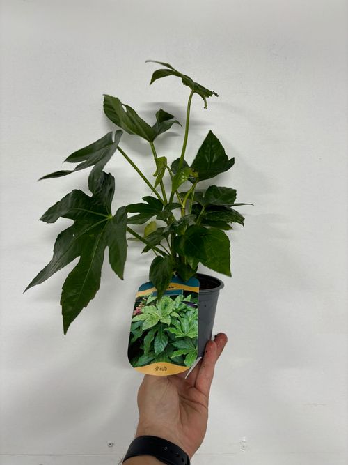https://images.avasam.com/?w=500&url=https://avasamnew.s3.amazonaws.com/live//ABDE705A-0431-4FDF-984F-D5E153983D67.jpg