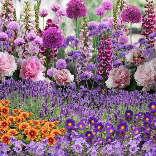https://images.avasam.com/?w=500&url=https://avasamnew.s3.amazonaws.com/live//ButterlyandBee_re_2__Cropped.jpg