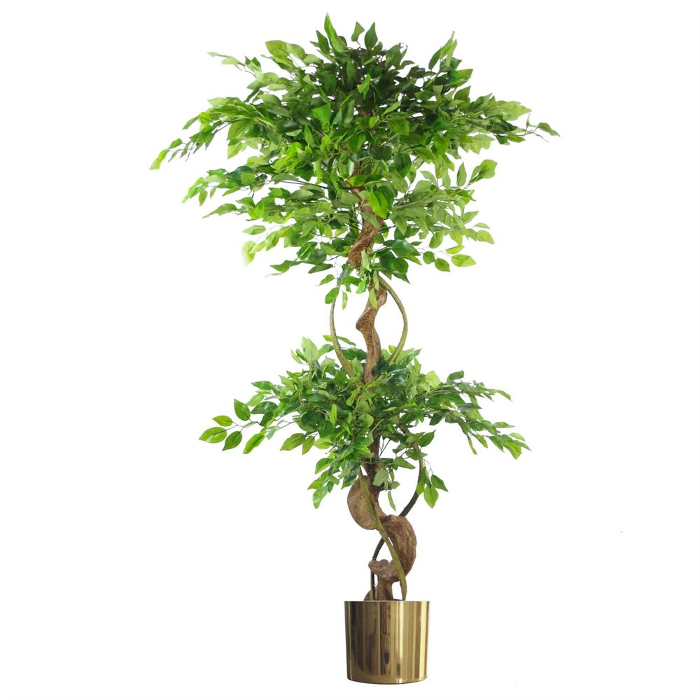 150cm Twisted Trunk Artificial Japanese Ficus Tree & Gold Planter - Premium Quality