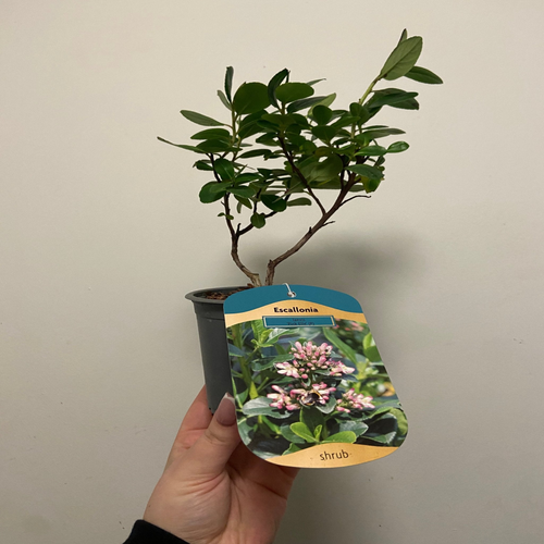 https://images.avasam.com/?w=500&url=https://avasamnew.s3.amazonaws.com/product/GB010245/S0671651253/4.png