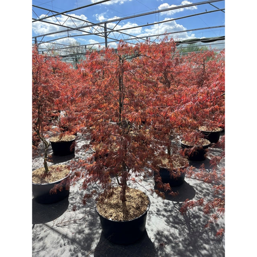 Acer palmatum 'Inabar-Shidar' 50L 170cm