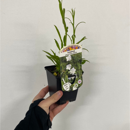 https://images.avasam.com/?w=500&url=https://avasamnew.s3.amazonaws.com/product/GB010245/S0671607363/2.png
