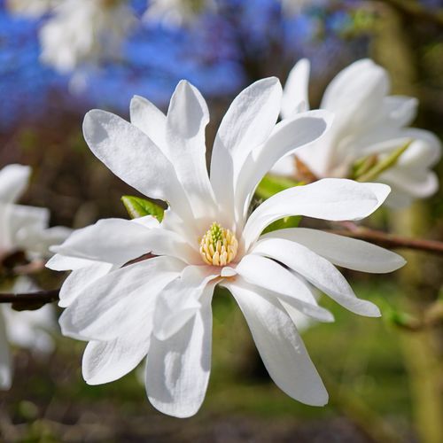 https://images.avasam.com/?w=500&url=https://avasamnew.s3.amazonaws.com/live//MagnoliaStellata.jpg