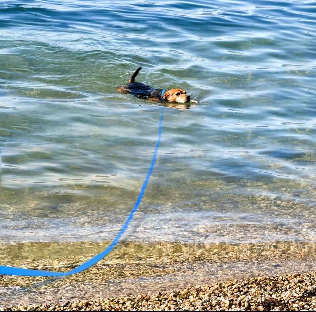 Waterproof Extra Long Lead