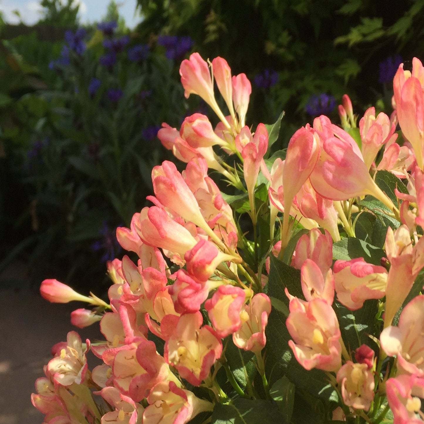 3 x Mixed Weigela 9cm