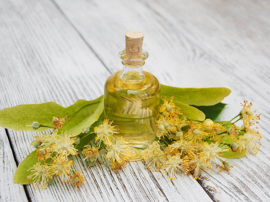 Witch Hazel Plant Oil (Hamamelis Virginiana) Natural Astringent for Acne Bruise